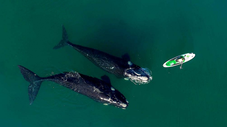 Las ballenas estaban aumentando en número y duración de la estancia en la zona.