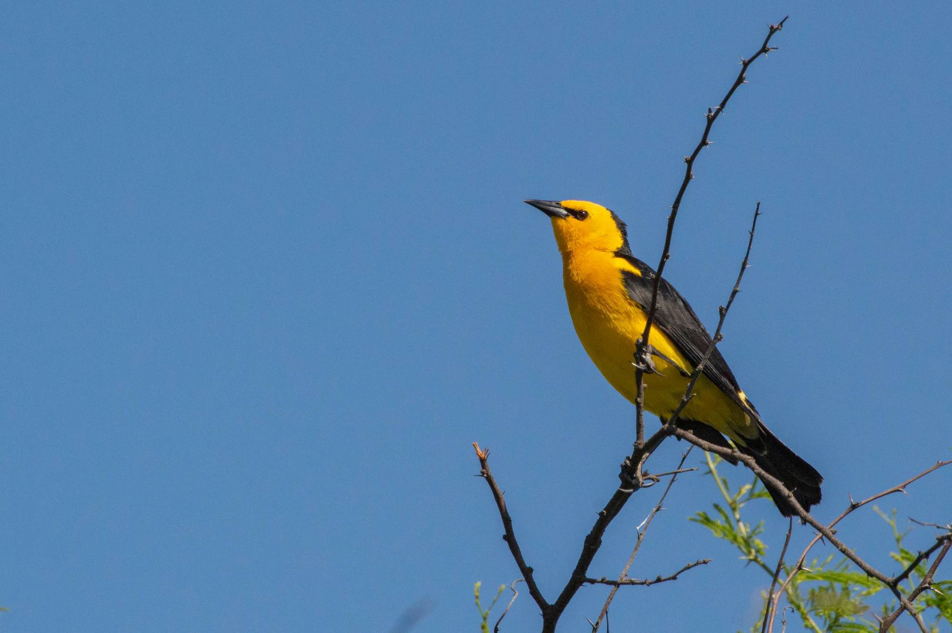 El proyecto Tordo Amarillo apunta a conservar las pocas poblaciones que aún quedan para evitar que la especie se extinga.