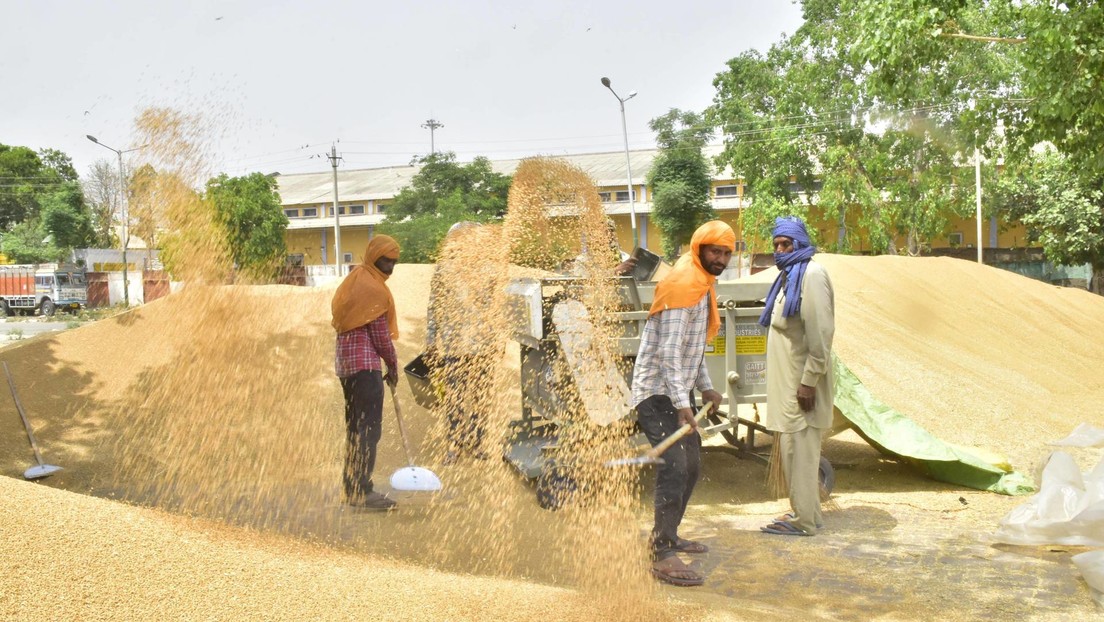 India anuncia prohibición de exportaciones de trigo con "efecto inmediato"