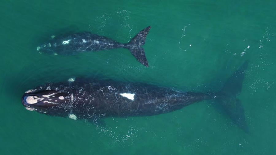 Las ballenas francas australes llegan cada año a estas costas para completar un nuevo ciclo reproductivo Foto Nicols LEwin
