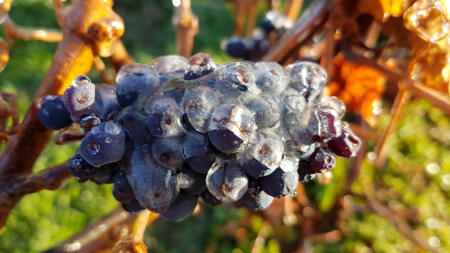 La Bodega Otrania en el departamento de Sarmiento, ubicada entre los lagos Musters y Colhu Huapi, es el proyecto vitivinícola más austral de Argentina y del mundo.