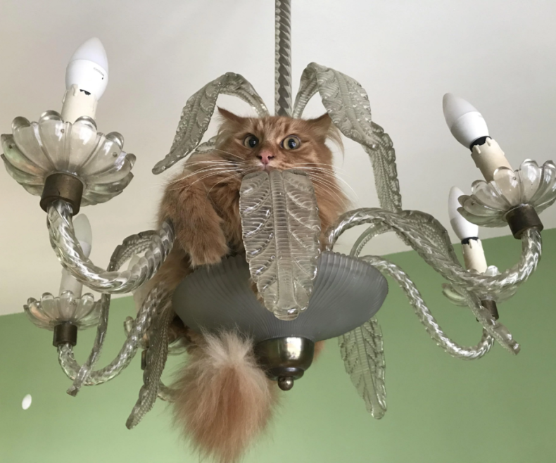 Tarcin el gato escondido en el primer plano de la lámpara de araña